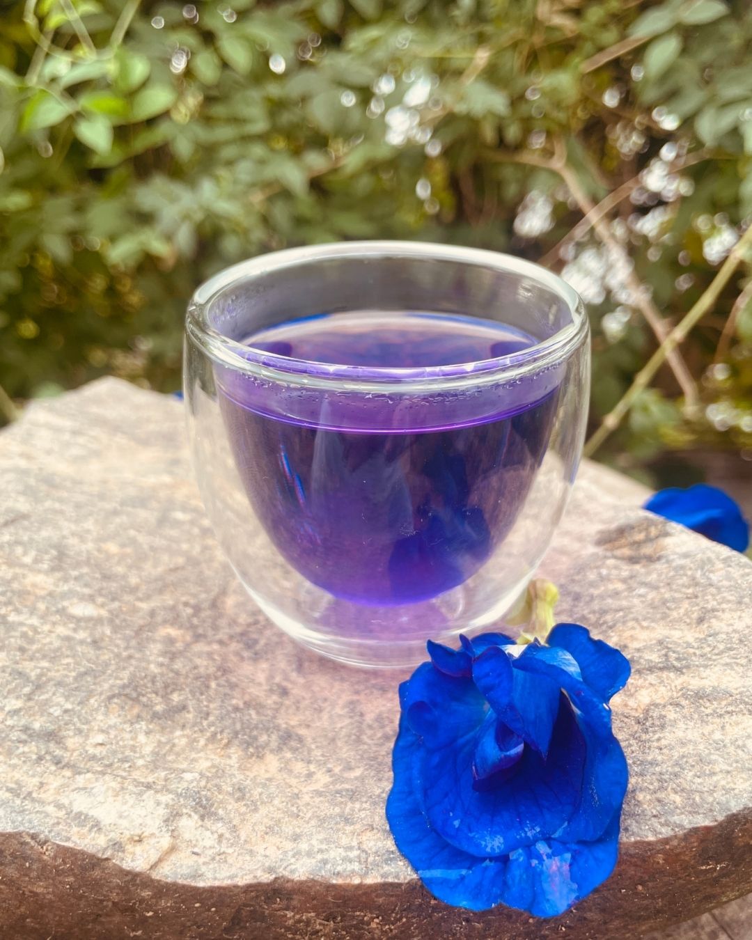 Atashi – Infusión de Clitórea cultivada por Koguis en la Sierra Nevada
