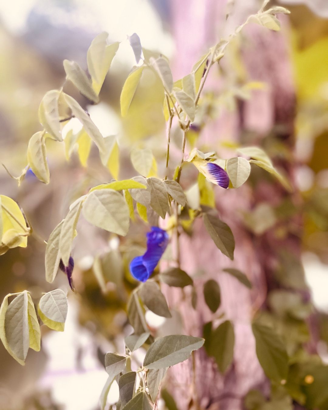Atashi – Infusión de Clitórea cultivada por Koguis en la Sierra Nevada